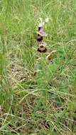 Image of Ophrys holosericea