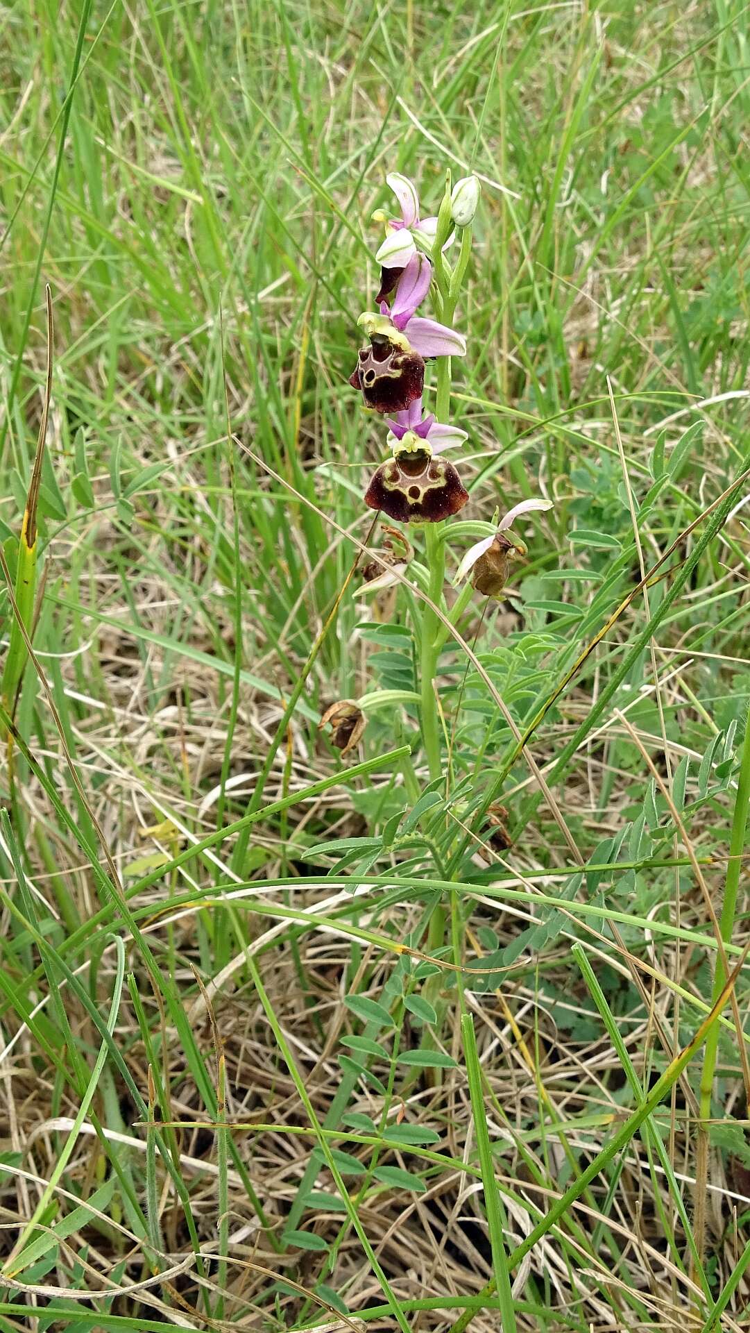 Image of Ophrys holosericea