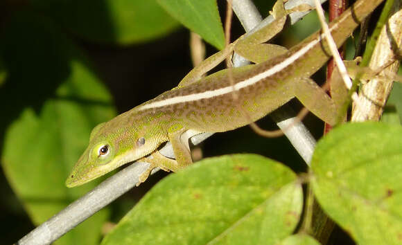 Image of Cuban green anole