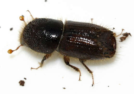 Image of european spruce bark beetle