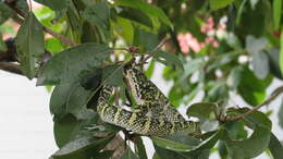 Image of Wagler's Keeled Green Pit Viper