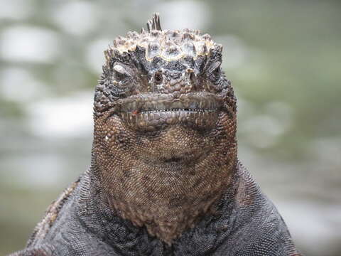 Image of marine iguana