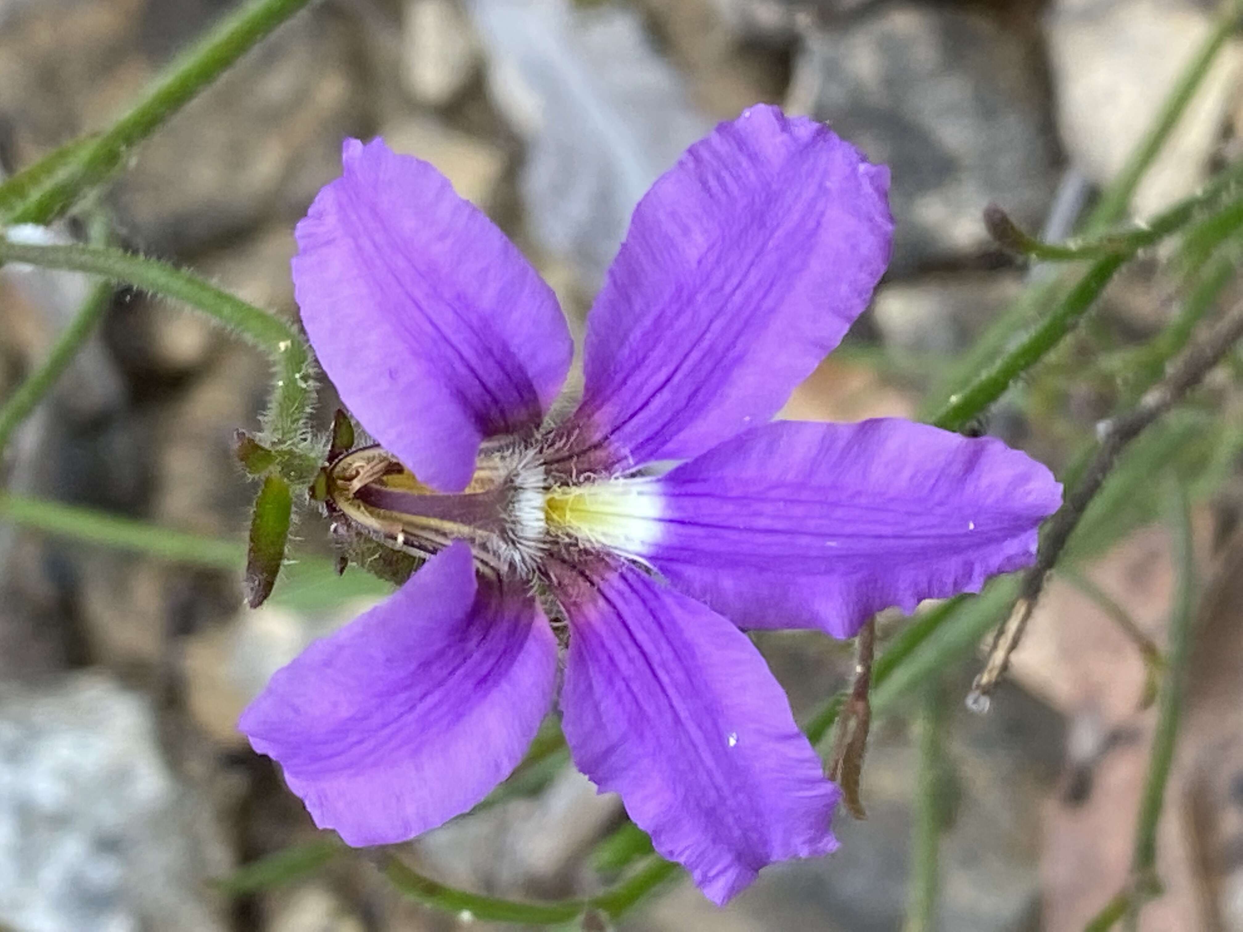 Image of Dampiera stricta (Smith) R. Br.