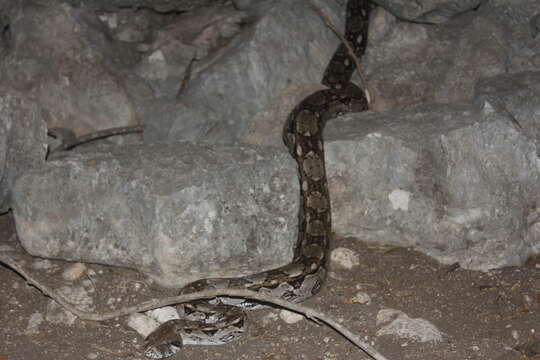 Image of Central American Boa