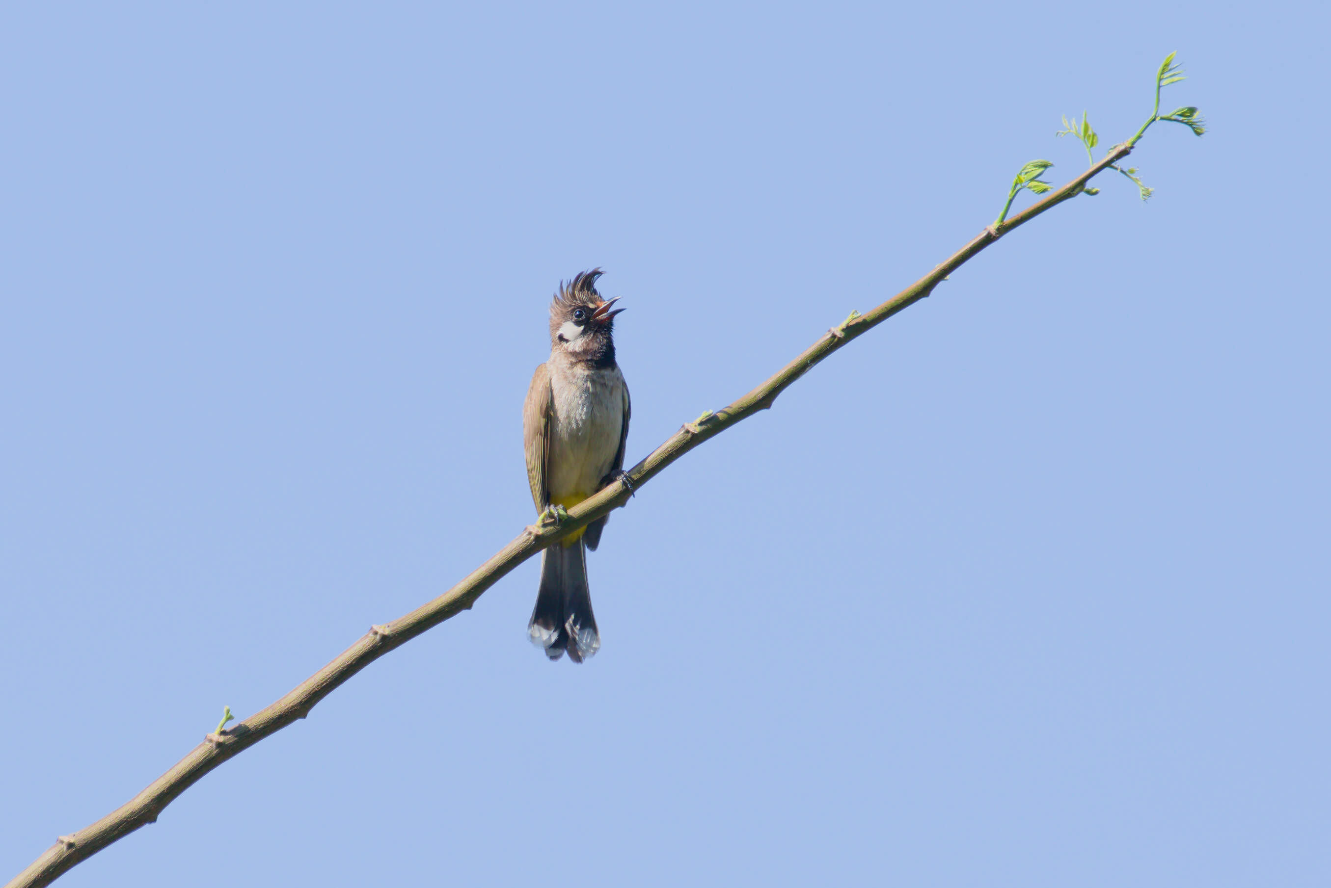 Image of Himalayan Bulbul