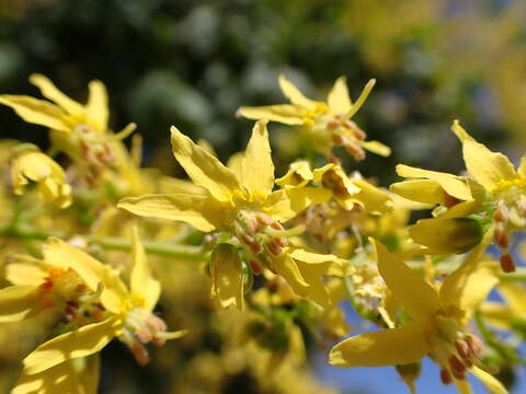 Image of Golden-rain tree