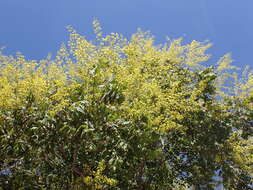 Image of Golden-rain tree