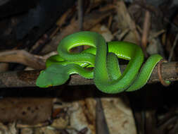 Image of Cardamom Mountains Green Pitviper