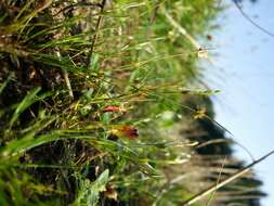 Image of dwarf rush