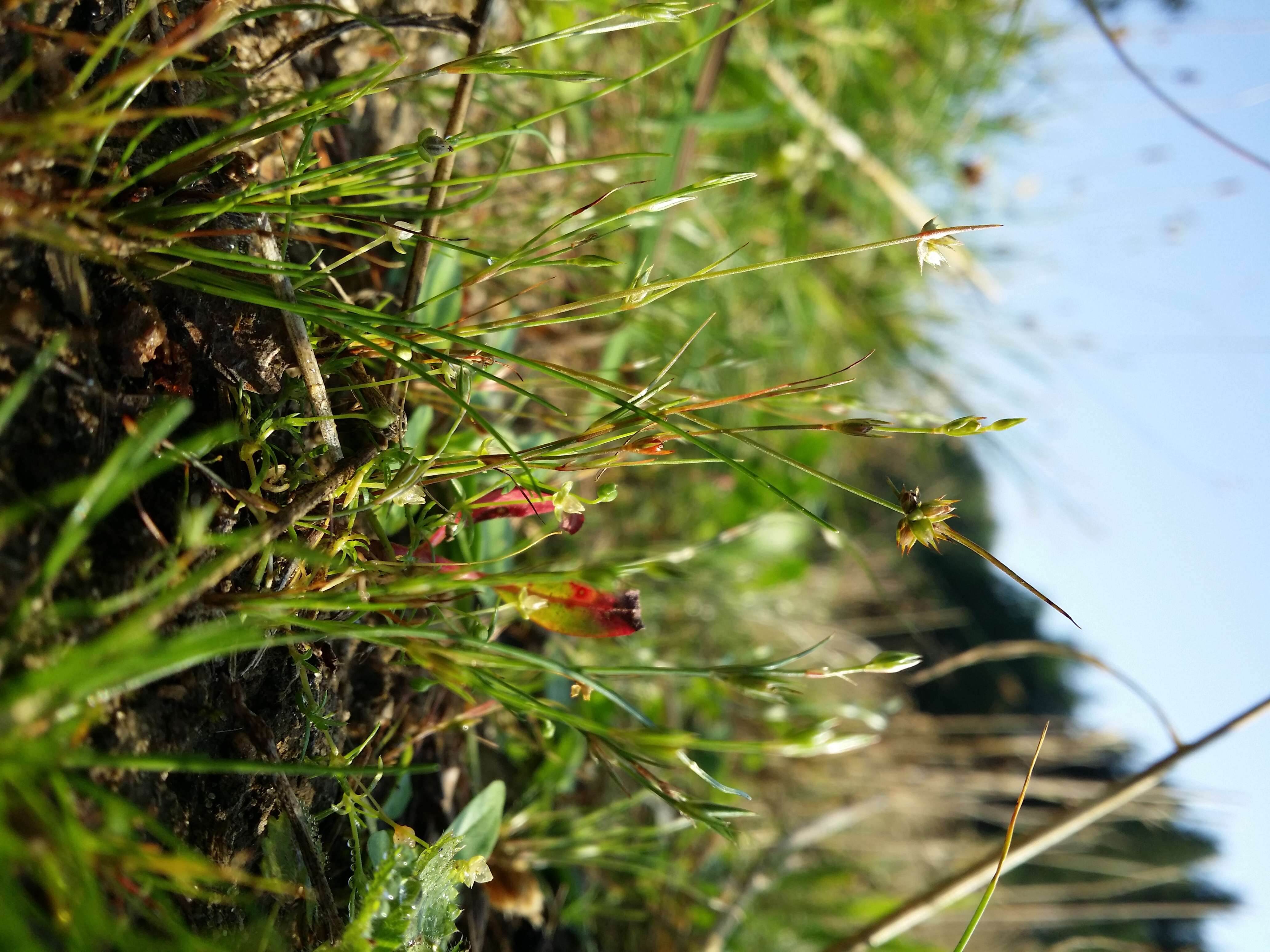 Image of dwarf rush