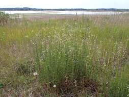 Image of Silene tatarica (L.) Pers.