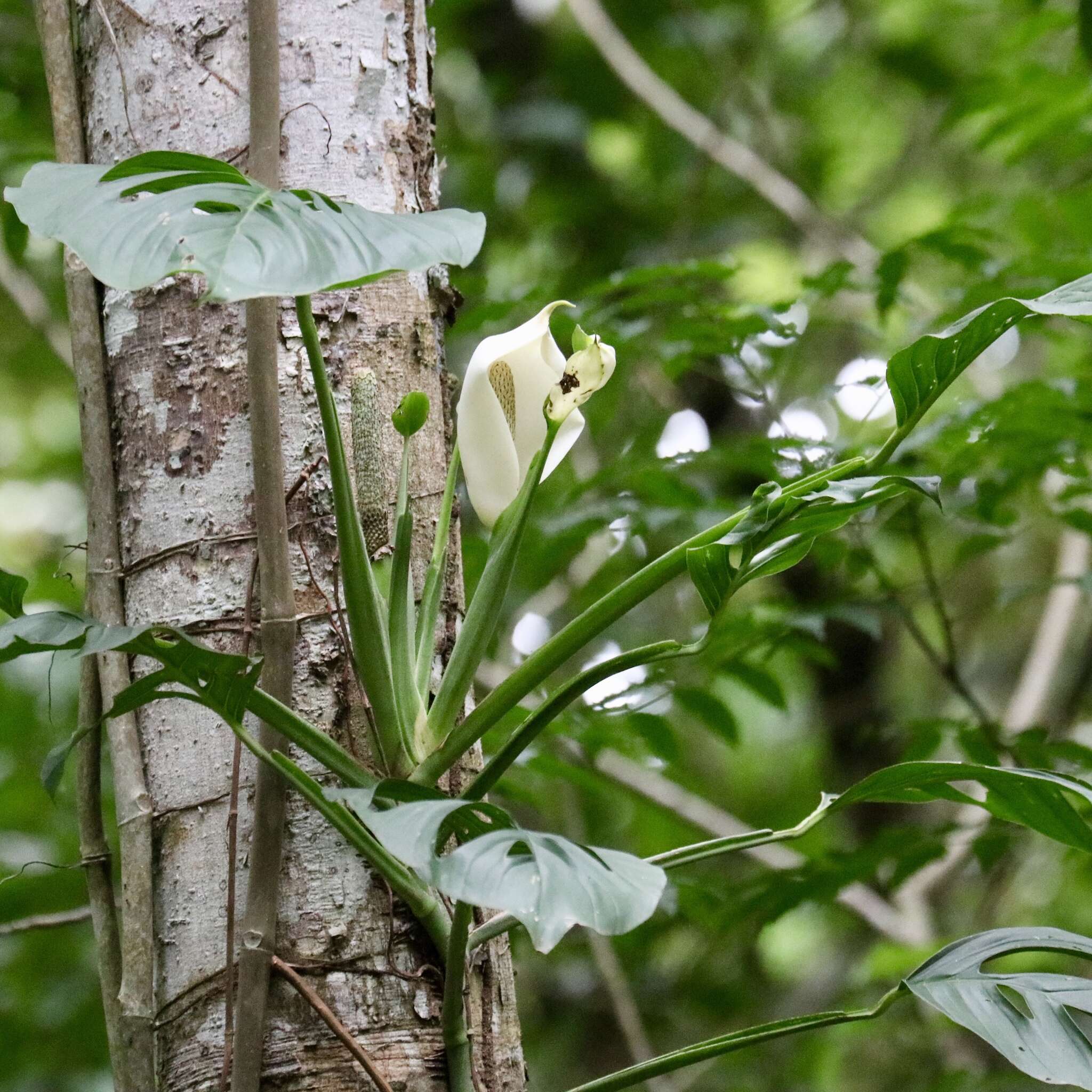 Image of Adanson's monstera