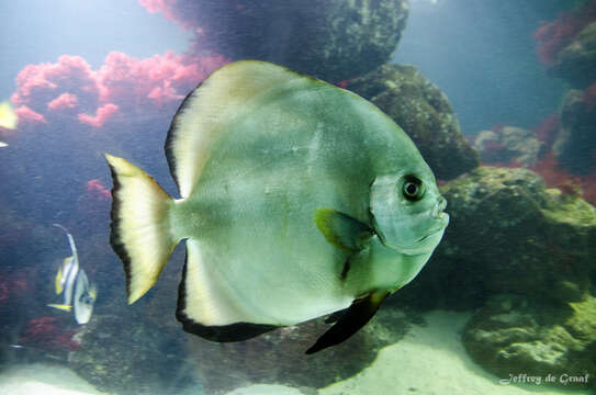 Image of Orbicular batfish