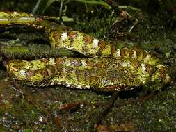 Image of Eyelash Viper