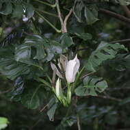 Image of Adanson's monstera