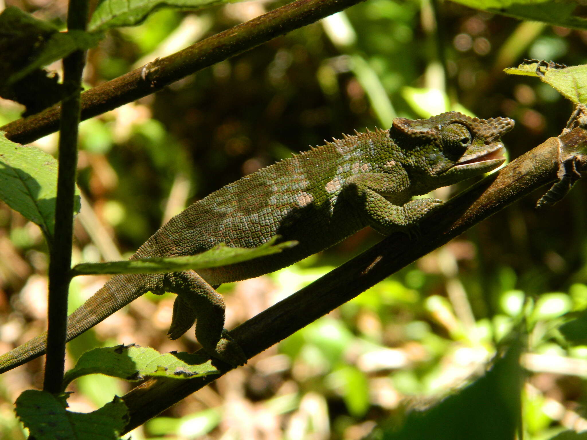 Image of West Usambara Blade-horned Chameleon