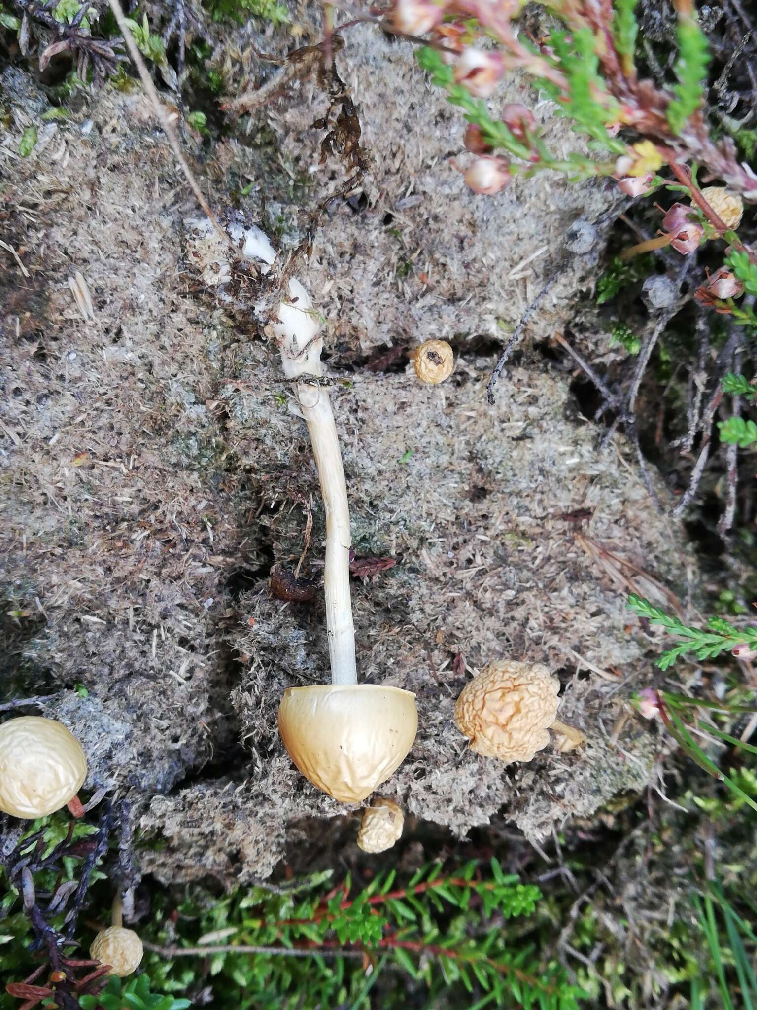 Protostropharia semiglobata (Batsch) Redhead, Moncalvo & Vilgalys 2013 resmi