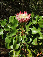 Imagem de Protea cynaroides (L.) L.