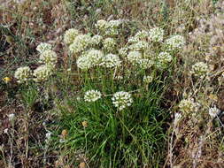 Image of Allium flavescens Besser