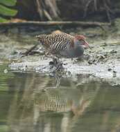 Image of Slaty-breasted Banded Rail