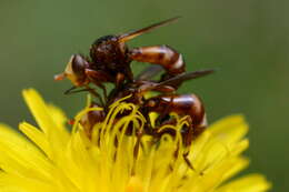 Image de Cylindromyia bicolor (Olivier 1811)