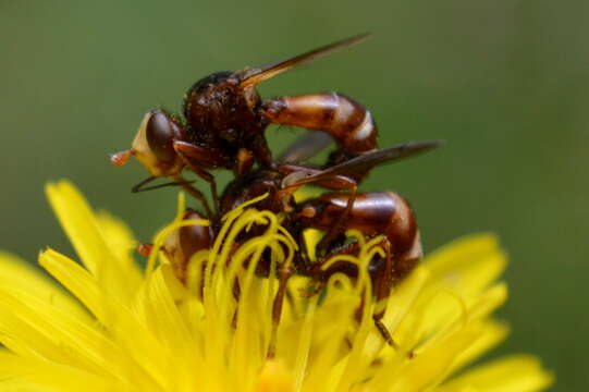 Image of Cylindromyia bicolor (Olivier 1811)