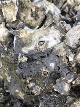 Image of Striped barnacle