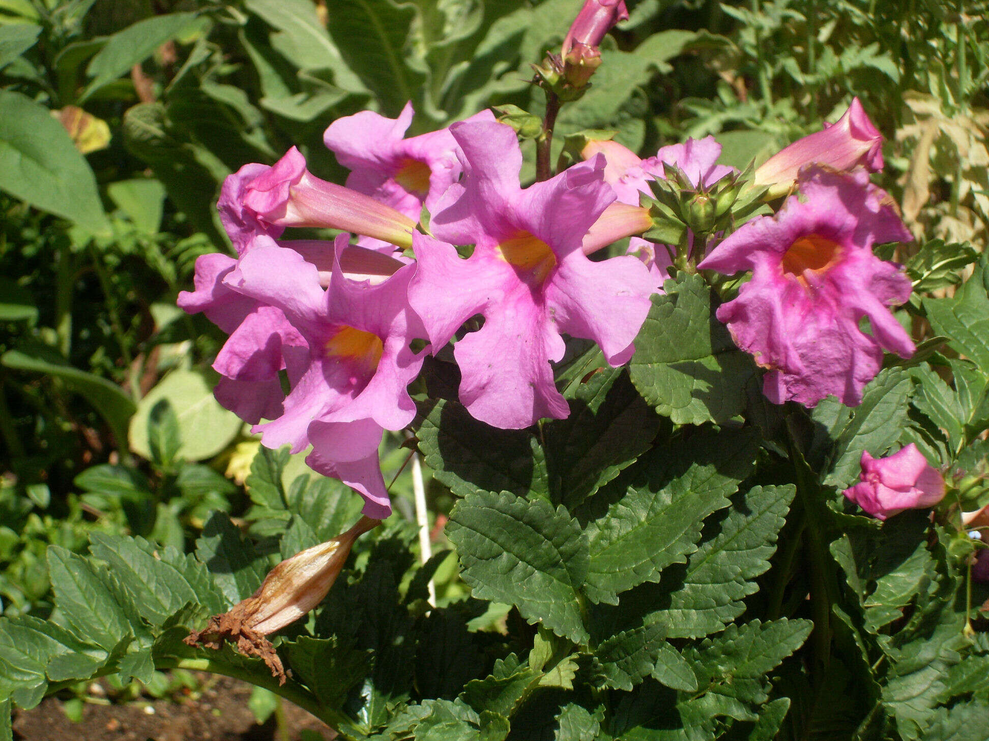 Image of Incarvillea delavayi Bureau & Franch.