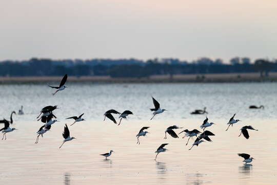 Image of Pied Stilt