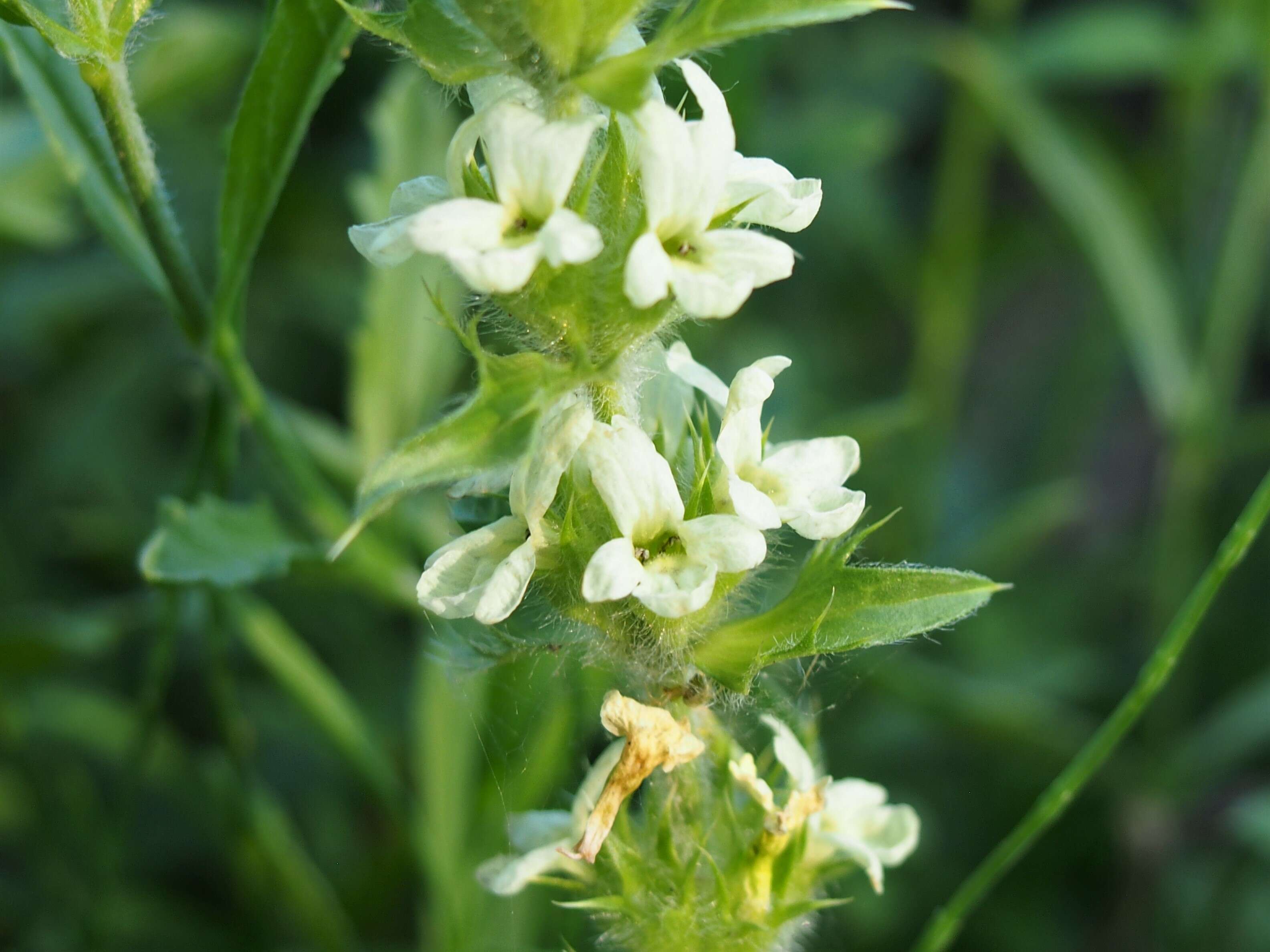 Image de Sideritis hyssopifolia L.