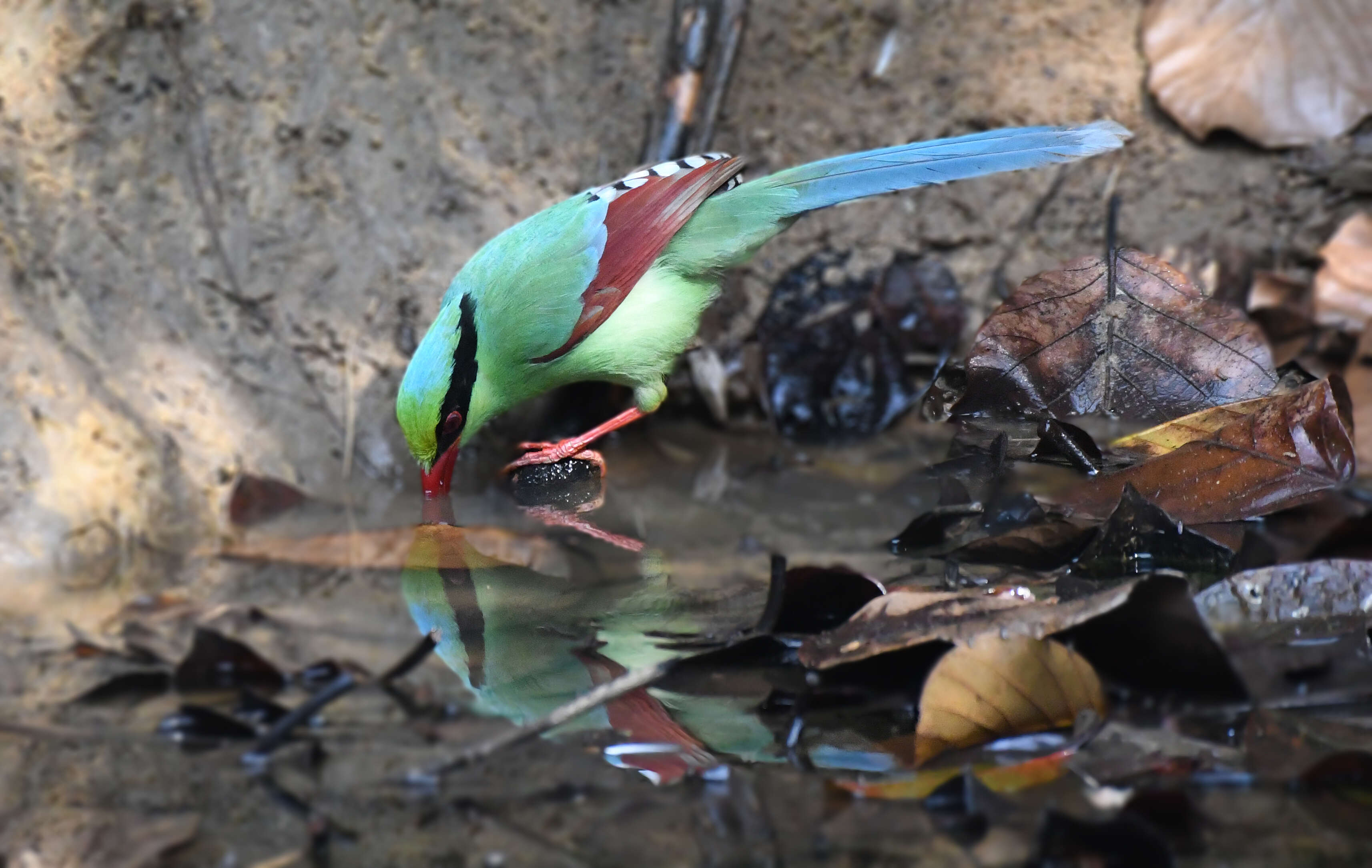 Image of Common Green Magpie