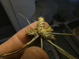 Слика од Cyperus aggregatus (Willd.) Endl.