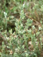 Image of field cudweed