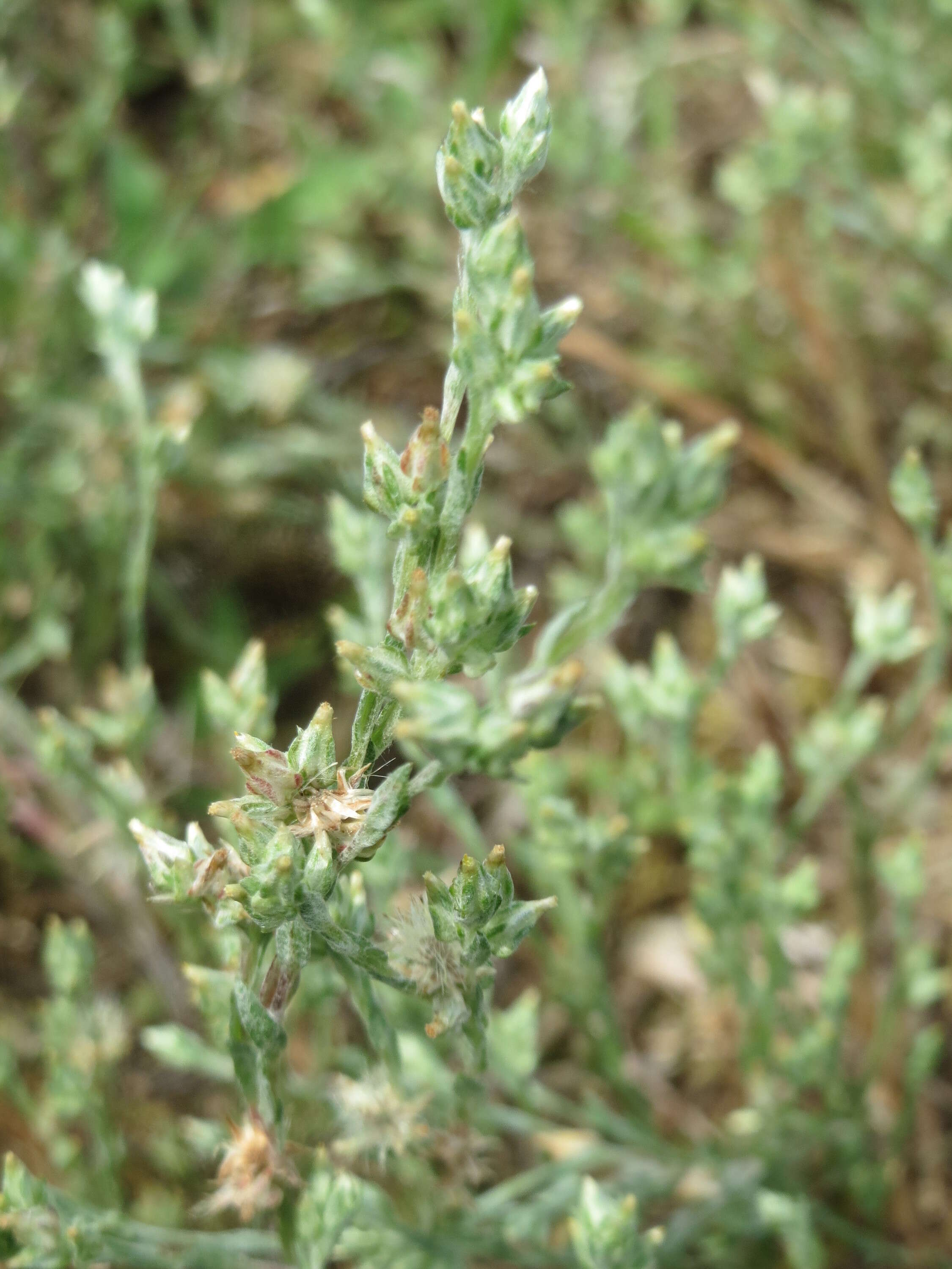 Logfia arvensis (L.) Holub resmi