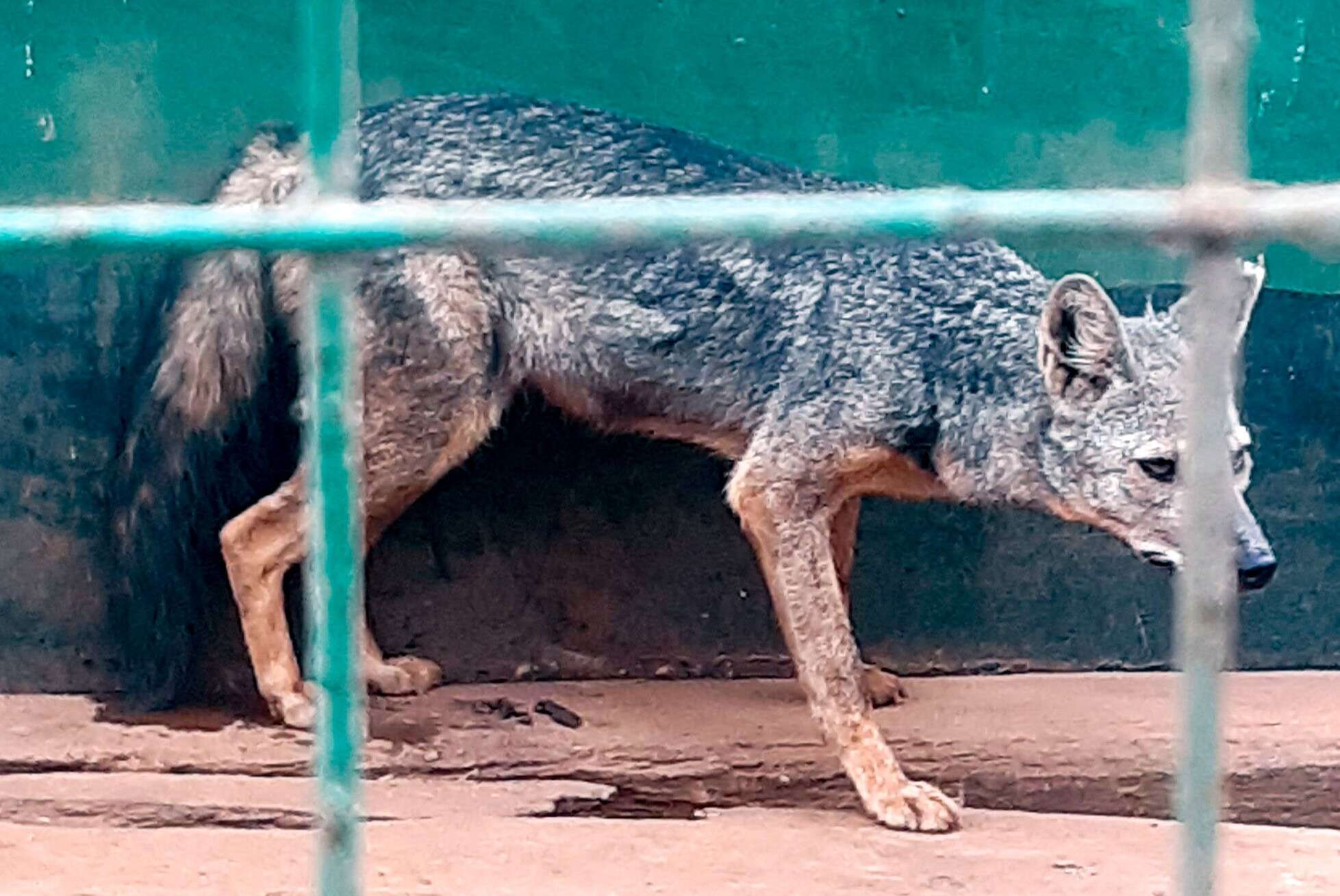 Image of Side-striped Jackal