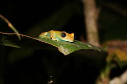 Image of Green Bright-eyed Frog