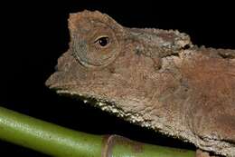 Image of Plated Leaf Chameleon