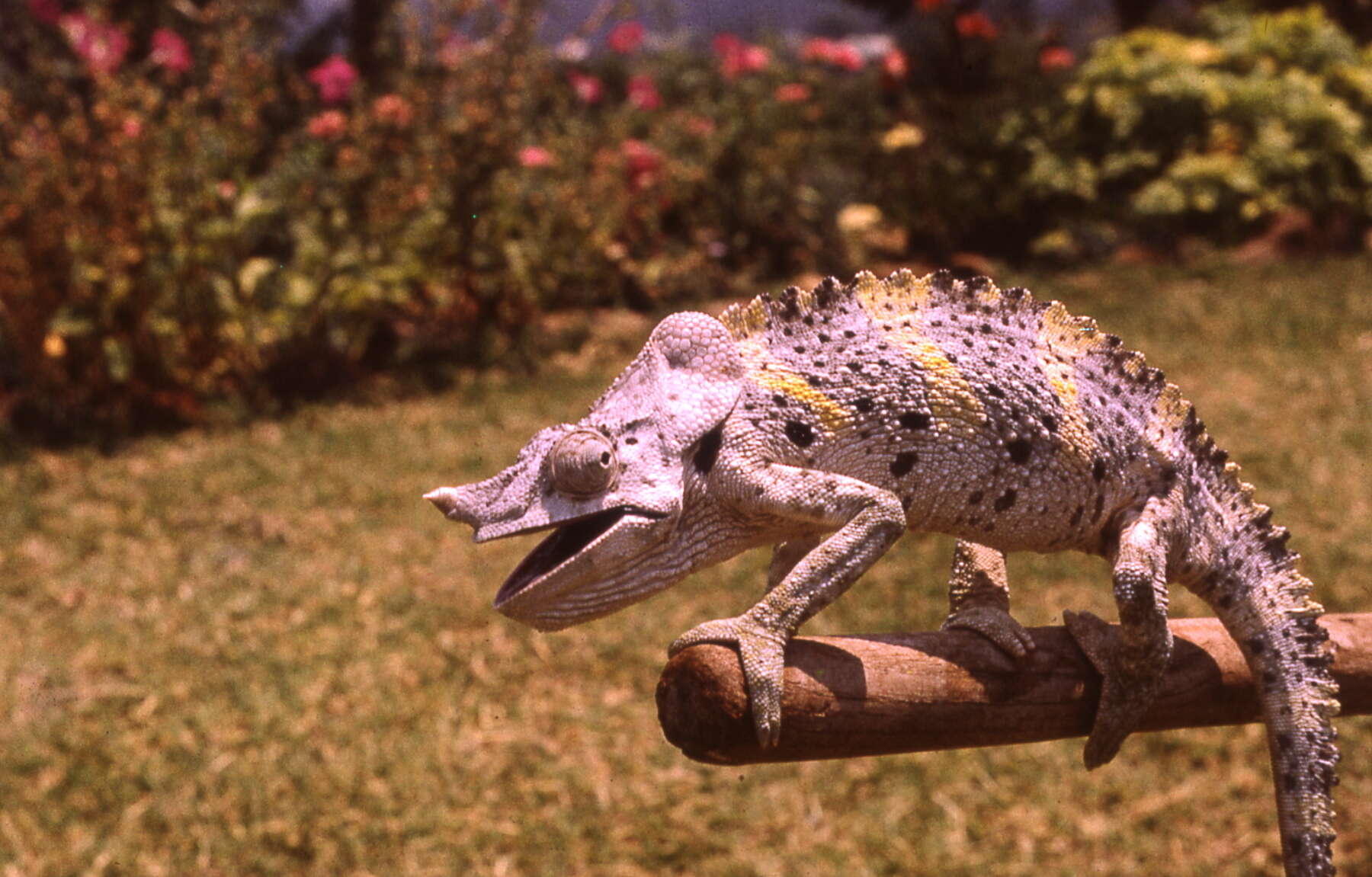 Image of Giant One-Horned Chameleon