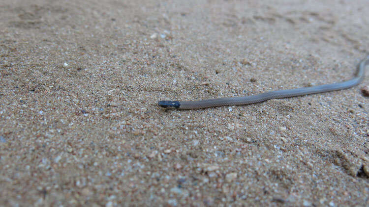 Image of Black-headed Centipede Eater