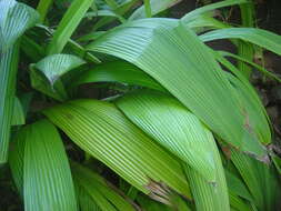 Image of Palm-Grass