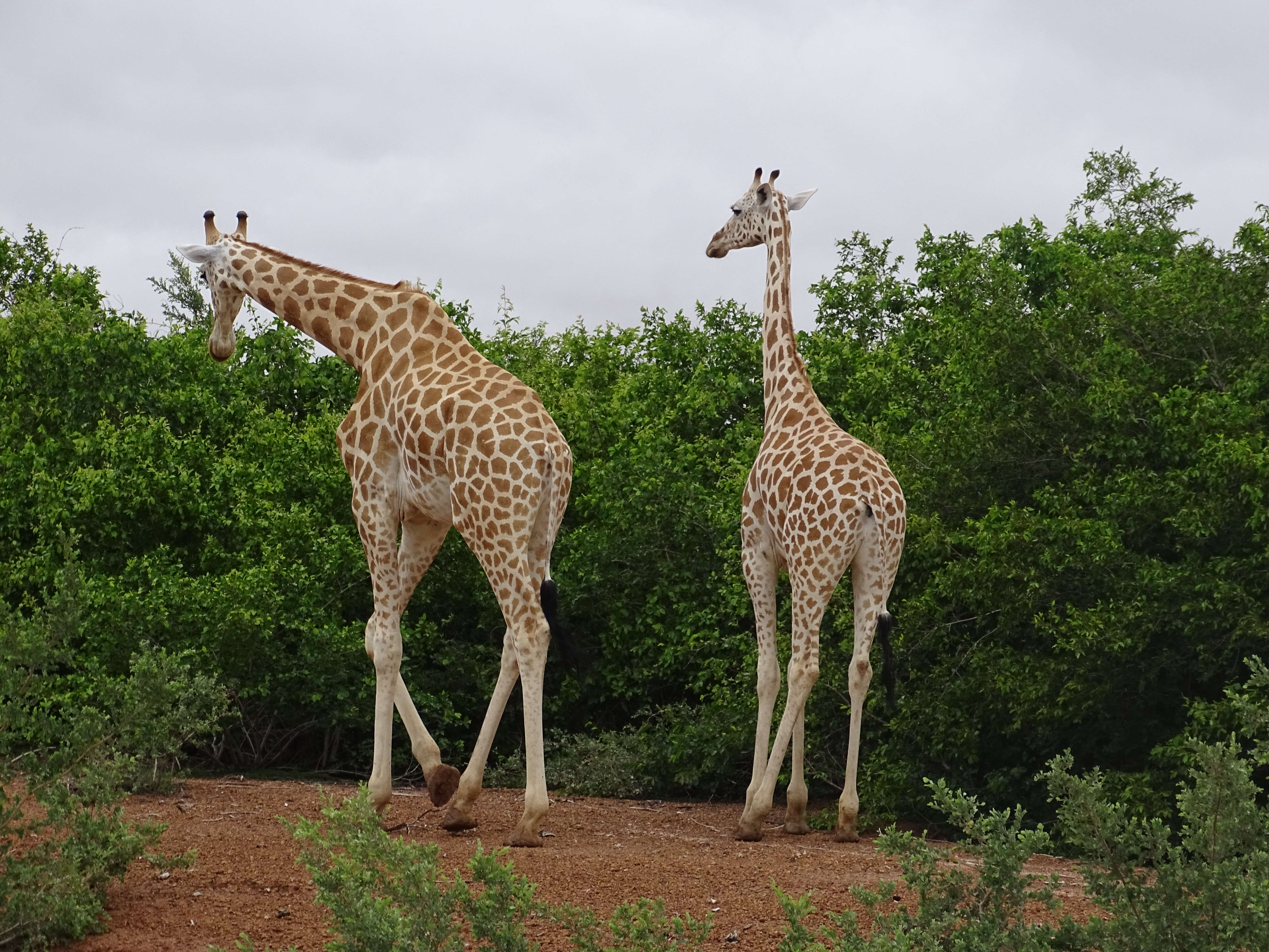 Image of West African Giraffe