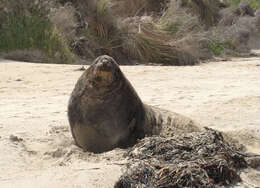 Image of New Zealand sea lion