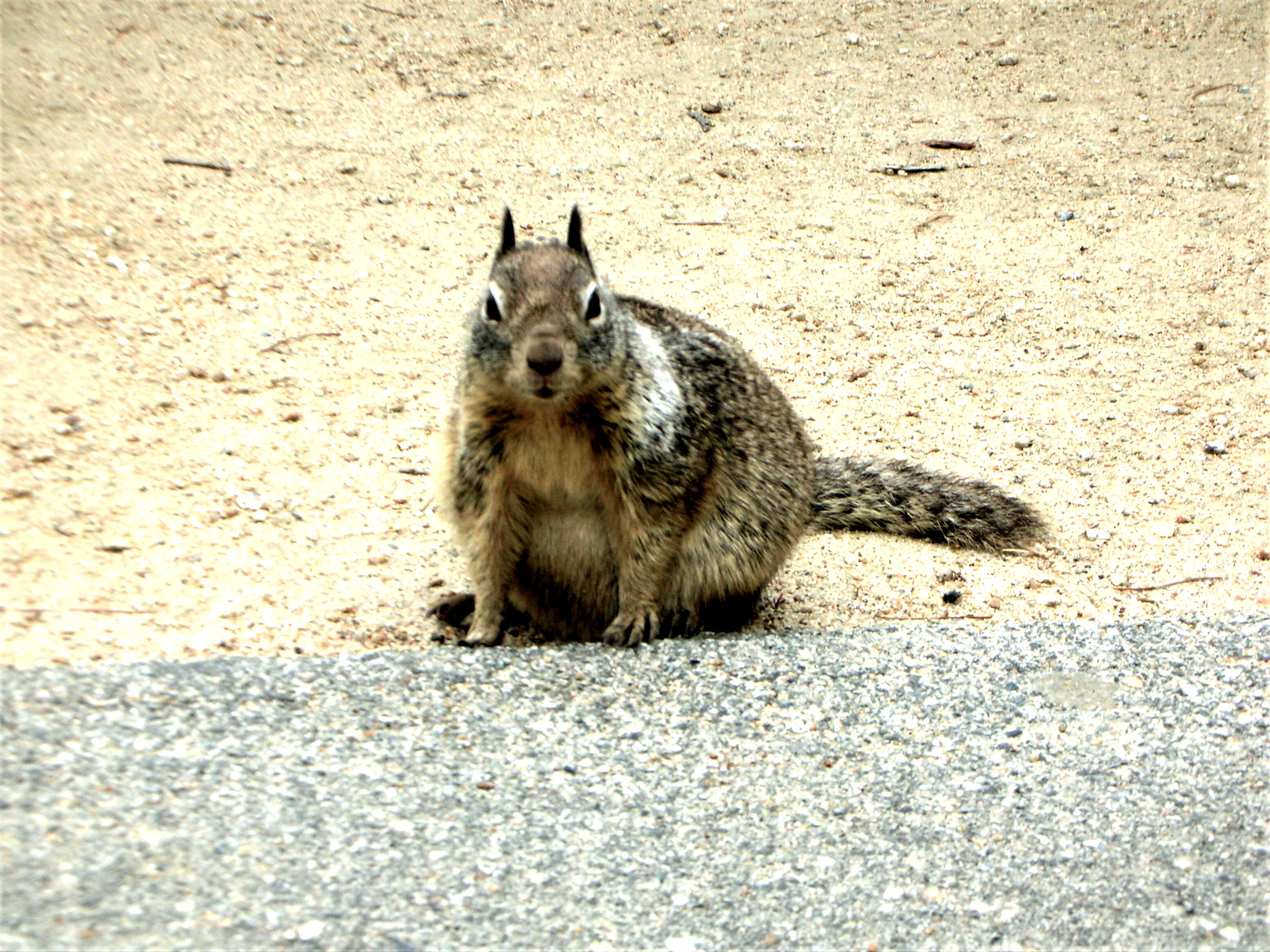 Image of Sciurus subgen. Sciurus Linnaeus 1758