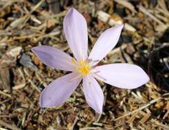 Image de Colchicum micranthum Boiss.