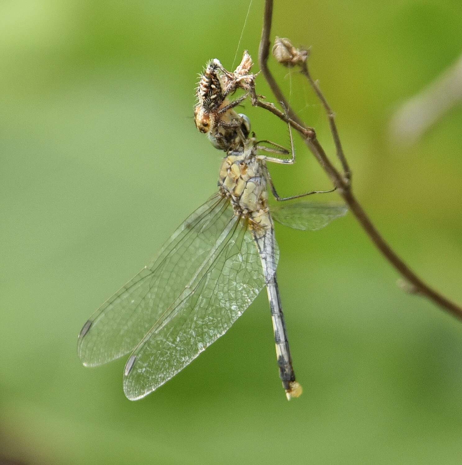 Image of Diplacodes trivialis (Rambur 1842)