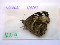 Image of Mexican Bluewing