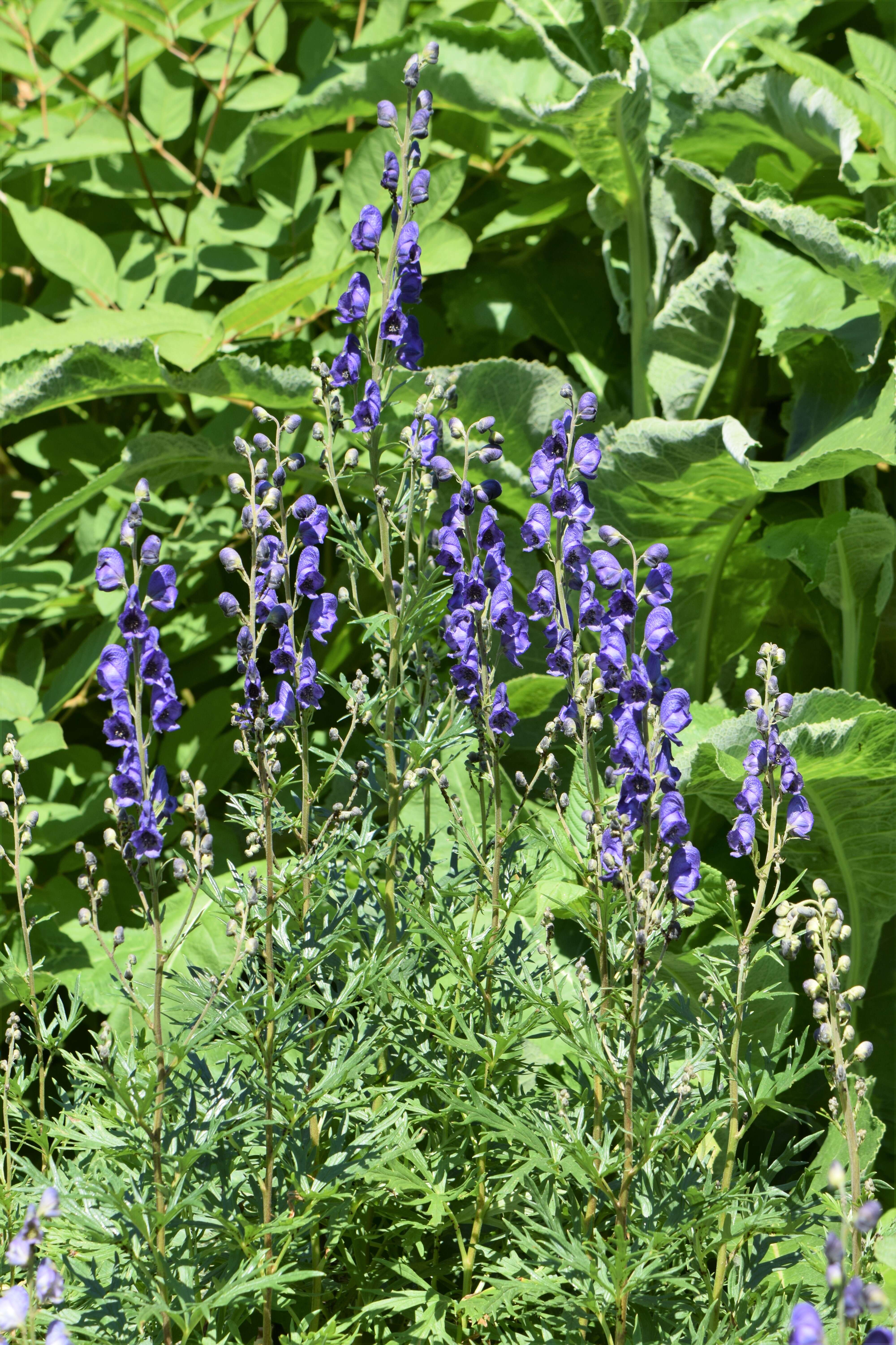 Image of Indian aconite