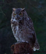 Image of Great Horned Owl