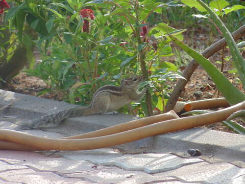 Image of Indian palm squirrel