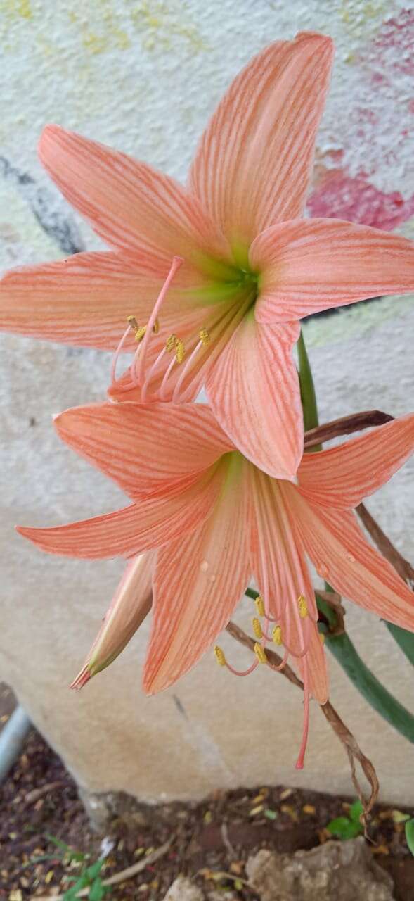 Image of striped Barbados lily